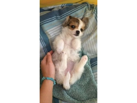 Yavru morkie