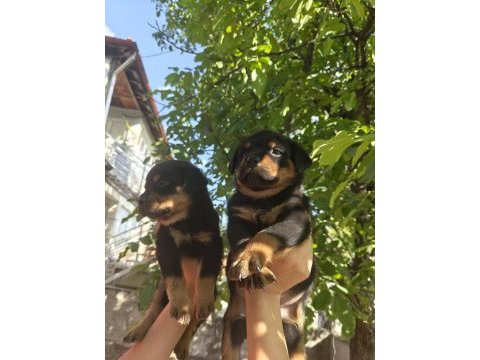Koca kafa rottweiler yavruları