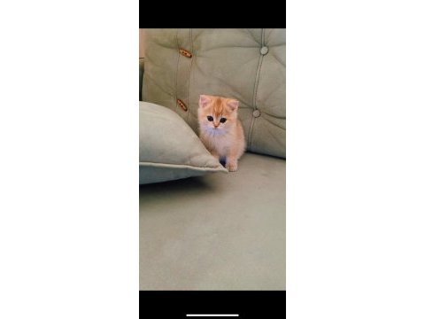 British shorthair golden