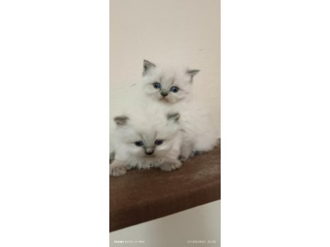 Dişi safkan british longhair