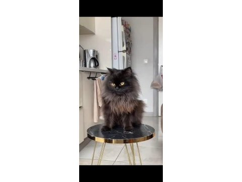 Dişi ve erkek british longhair