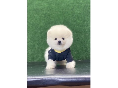 Pomeranian