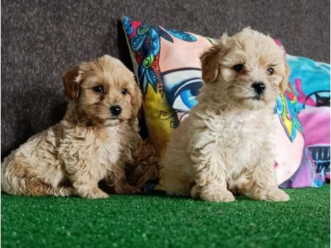 Maltipoo köpeği yavrularımız