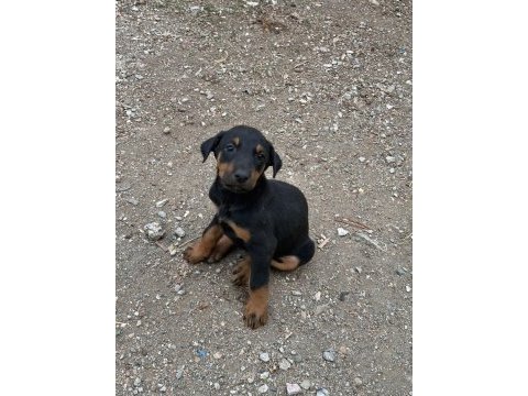 Kızıl ve siyah doberman yavrular