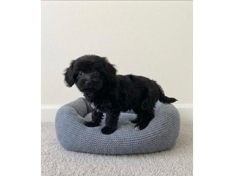Toy poodle black yavrular