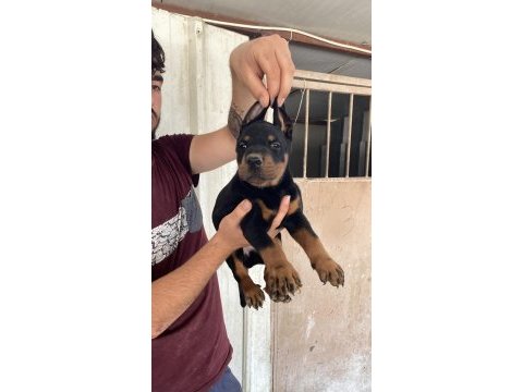 Üst kalite doberman yavruları