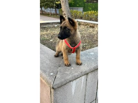 Harika belçika kurdu yavru