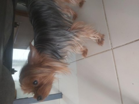 Uysal yorkshire terrier prenses venus