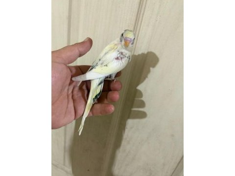34 günlük kusursuz bebek muhabbet kuşu