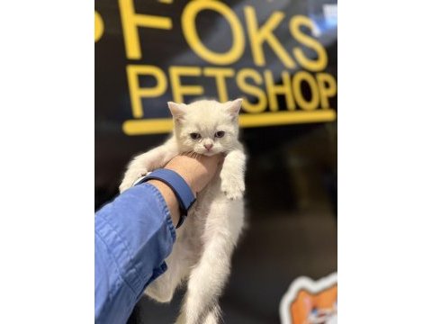 Britsh shorthair yavrular iki aylık