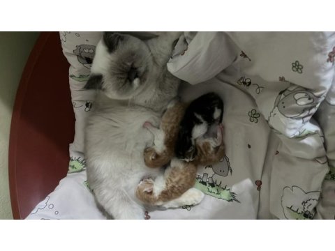 Eş exotic shorthair kediler