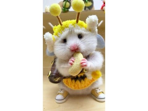 Aynı gün adrese teslim hamster yavru ve setleri