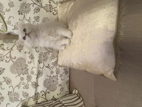British longhair dişi bebek