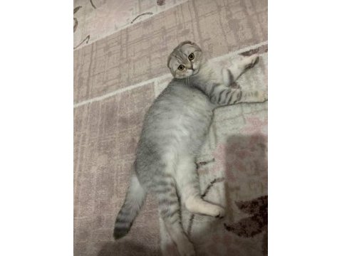 Scottish fold silver 6 yaşında
