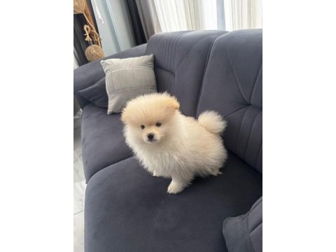 Erkek aşılı wc eğitimi başladı ayıcık surat pomeranian