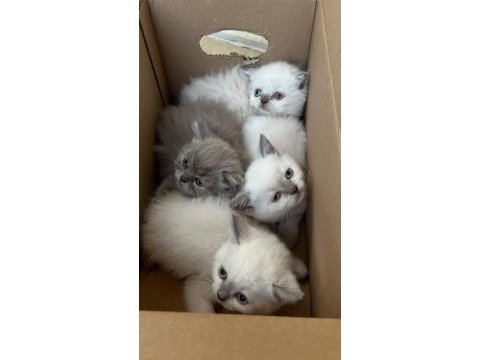 British longhair yavru antalya