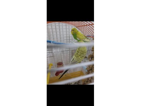 2 dişi 1 erkek muhabbet kuşu