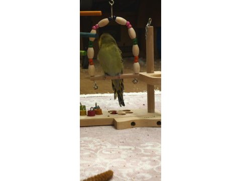 Show jumbo muhabbet kuşu yavrular ele kola alıştırmalık
