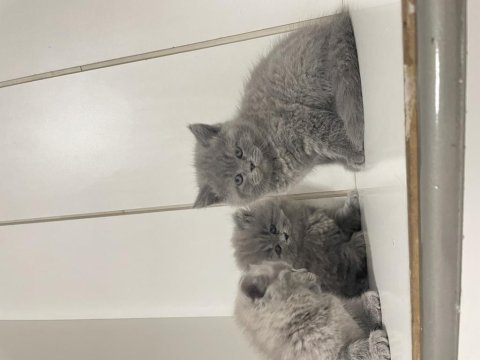 2 aylık iki yavru kedim kaldı elimde