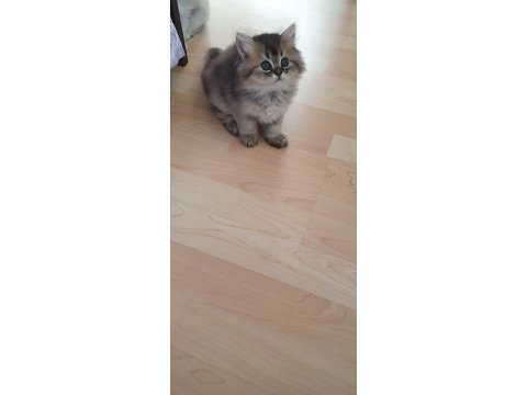 2 aylık biritish longhair