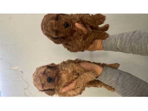 Red toy poodle bebekler