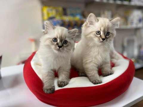 Büyüleyici güzellikte saf kan british shorthair