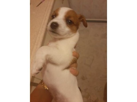 Jack russell
