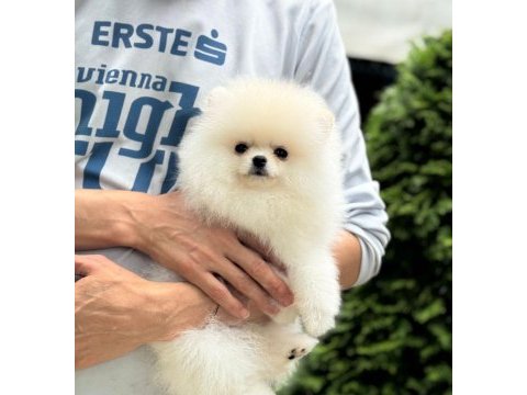 Ayıcık surat pomeranian