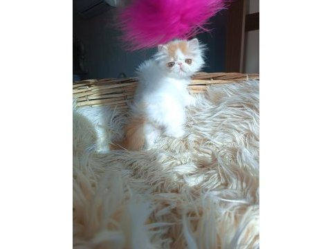 Show kalite iran persian kedisi