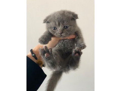 Scottish fold dişi 48 günlük