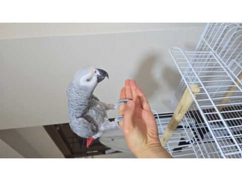 Konuşan jako papağanı full evcil sormadan geçme