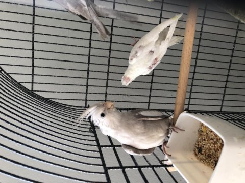Yavru sultan papağanları