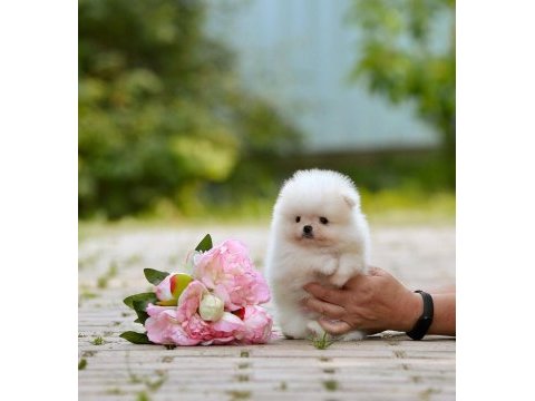 Pomeranian boo teddy