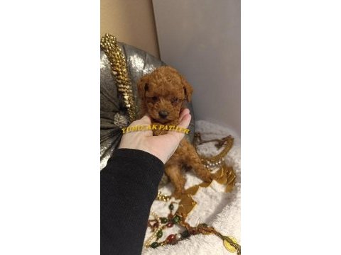 Safkan toy poodle