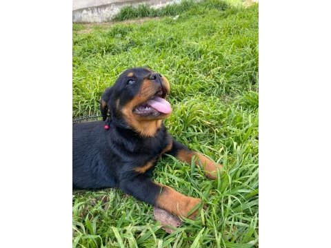 Koca kafa rottweiler yavrular