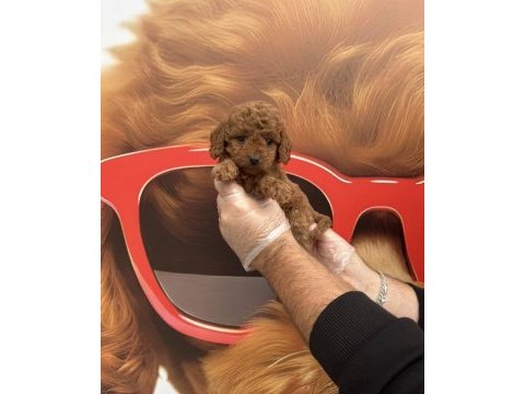 Toy poodle babyface yavrularımız