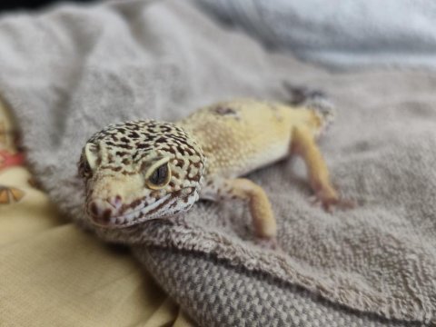 Uysal gecko