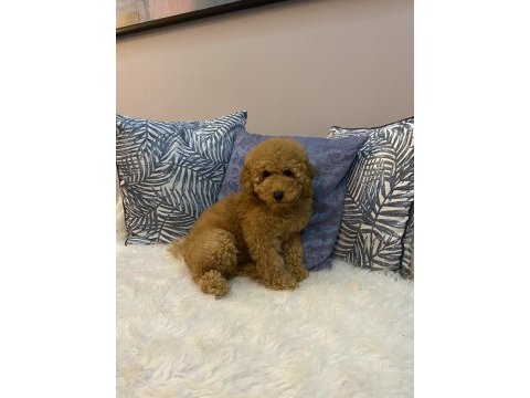 Minyatür poodle orijinal