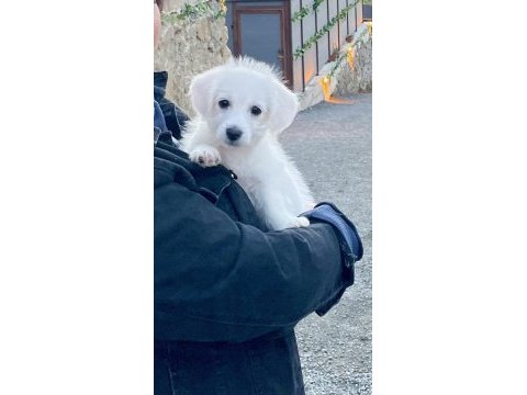 Maltese terrier rus finosu kırması oğlumuza yuva