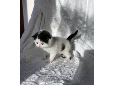 Safkan mükemmel exotic shorthair bebeğim