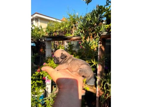 Pug yavrularımız