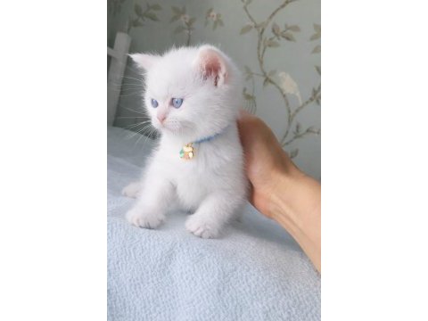Maviş gözlü scottish fold biblolarım