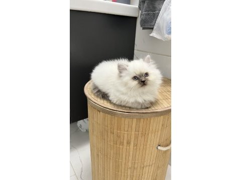 British longhair 2 aylık