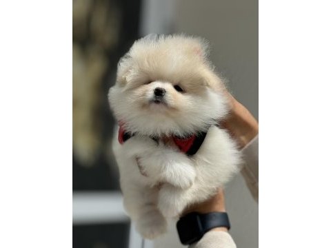 Show kalite teddy face pomeranian boo yavrularımız