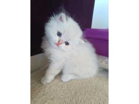 Muhteşem güzellikte golden blue point british longhair