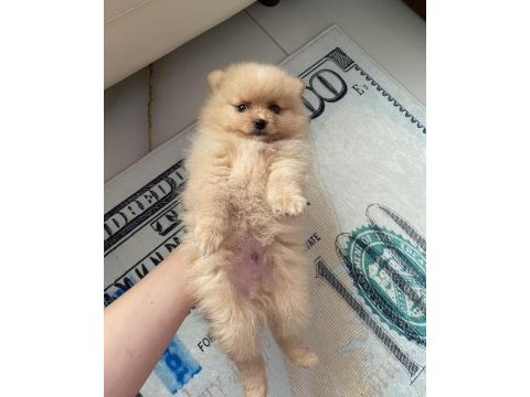 50 günlük erkek pomeranian kendi yavrumuz