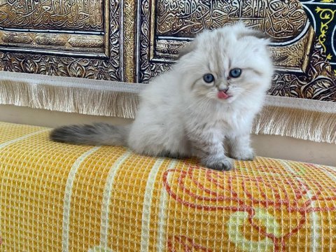 Scottish yavru kedi