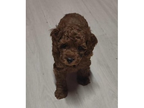 Toy poodle güzelliği