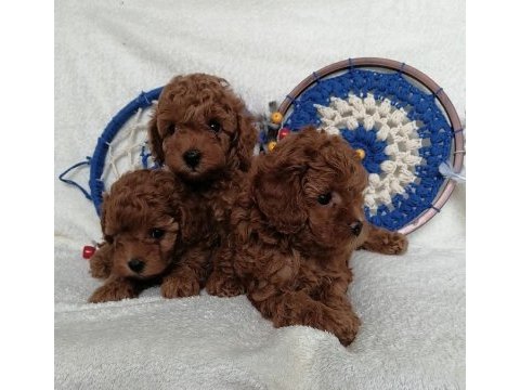 Kore teddy face poodle