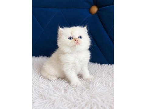 British shorthair ve longhair golden yavrular